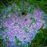 Spider Nest 3  Spider Nest Blue : spider nest