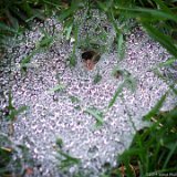 Spider Nest  Spider nest in backyard : spider nest