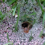 Spider Nest 4  Spider Nest Close : spider nest