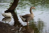 Goose 1  Bond Park : Bond Park, goose