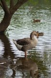 Goose 2  Bond Park : Bond Park, goose