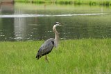 Heron 1  Bond Park : Bond Park, heron