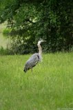 Heron 2  Bond Park : Bond Park, heron