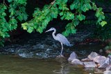 Heron in Stream 2  Bond Park : Bond Park, heron
