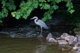 Heron in Stream 3  Bond Park : Bond Park, heron