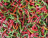 ILCE-6000-20150822-DSC00116 : 2015, Farmers Market, vegitables