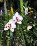 ILCE-6000-20150822-DSC00125 : 2015, Farmers Market, flower