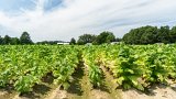 Tobacco Field