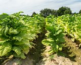 Tobacco Field 3 : 2015, NC, tobacco field
