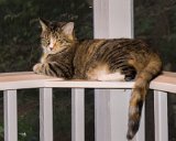 Jazz's Perch  Jazz enjoys the new corner perch I made for her. : 2015, Jazz cat