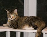 Jazz's Perch  Jazz enjoys the new corner perch I made for her.