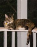 Jazz's Perch  Jazz enjoys the new corner perch I made for her.