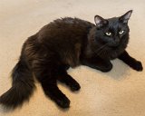 Max  Max lounges in the bonus room : 2015, Max cat