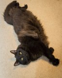 Max  Max lounges in the bonus room : 2015, Max cat