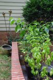 ILCE-6500-20180801-DSC02915 : 2018, flowers & plants, peppers