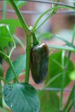 ILCE-6500-20180801-DSC02916 : 2018, flowers & plants, peppers