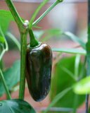 ILCE-6500-20180801-DSC02917 : 2018, flowers & plants, peppers