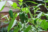 ILCE-6500-20180801-DSC02919 : 2018, flowers & plants, peppers