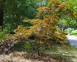 ILCE-6500-20190818-DSC06782 : for sale, japanese maple