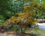 ILCE-6500-20190818-DSC06783 : for sale, japanese maple
