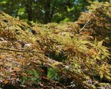 ILCE-6500-20190818-DSC06787 : for sale, japanese maple