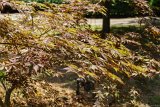 ILCE-6500-20190818-DSC06788 : for sale, japanese maple