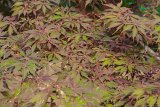 ILCE-6500-20190818-DSC06802 : for sale, japanese maple