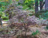 ILCE-6500-20190819-DSC06809 : for sale, japanese maple