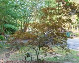 ILCE-6500-20190819-DSC06811 : for sale, japanese maple