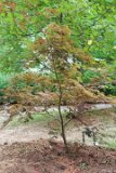 ILCE-6500-20190819-DSC06817 : for sale, japanese maple