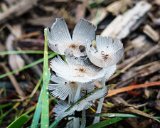 Mushrooms 2021  Mushrooms in natural area in front of garage : 2021, flowers & plants, mushroom