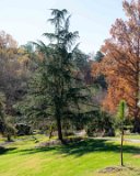 ILCE-7M4-20231119-DSC03992 : 2023, Duke Gardens, flowers & plants