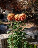 ILCE-7M4-20231119-DSC04017 : 2023, Duke Gardens, _print, flowers & plants