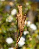 ILCE-7M4-20231119-DSC04019 : 2023, Duke Gardens, flowers & plants