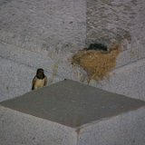 E8700-20060609-DSCN2891  German Cemetary : 2006, France, Normandy, _year_