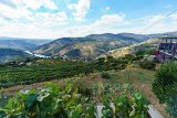 ILCE-6000-20181010-DSC04779 : 2018, D'Origem estate, Douro Valley, Portugal, _year_