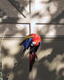 108-0809 IMG : 2000, Busch Gardens, VA, Williamsburg, animals, birds