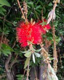 IMG 5448 : 2013, San Francisco, flowers & plants