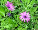 100 HS-20130617-IMG 1326 : 2013, Golden Gate Park, San Francisco, flowers & plants