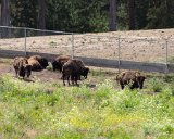 SLT-A33-20130617-DSC06479 : 2013, Golden Gate Park, San Francisco, animals, bison