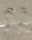 SLT-A33-20130617-DSC06530 : 2013, Golden Gate Park, San Francisco