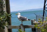 SLT-A33-20130618-DSC06557 : 2013, Alcatraz, San Francisco