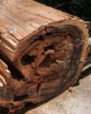 100 HS-20130619-IMG 2359 : 2013, Muir Woods, San Francisco