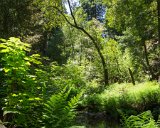 SLT-A33-20130619-DSC06720 : 2013, Muir Woods, San Francisco