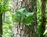 SLT-A33-20130720-DSC07176 : 2013, Camp Alta Mons, Shawsville, Stiles Falls, VA, waterfall