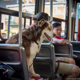 SLT-A33-20150704-DSC02024 : 2015, Toronto, streetcar