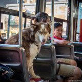 SLT-A33-20150704-DSC02025 : 2015, Toronto, streetcar