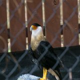 ILCE-6000-20160311-DSC02694  NC Raptor Center : Charlotte