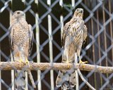 ILCE-6000-20160311-DSC02700  Carolina Raptor Center 6000 Sample Rd., Huntersville, NC 28078 : Charlotte