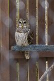 ILCE-6000-20160311-DSC02717  Carolina Raptor Center 6000 Sample Rd., Huntersville, NC 28078 : Charlotte
